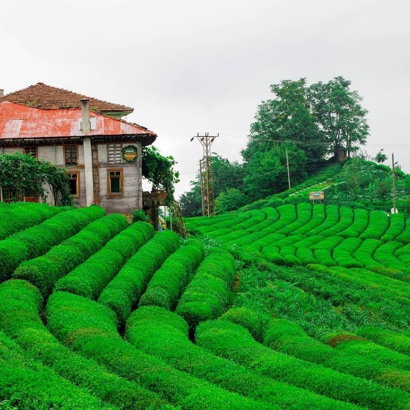 rize turkey travel